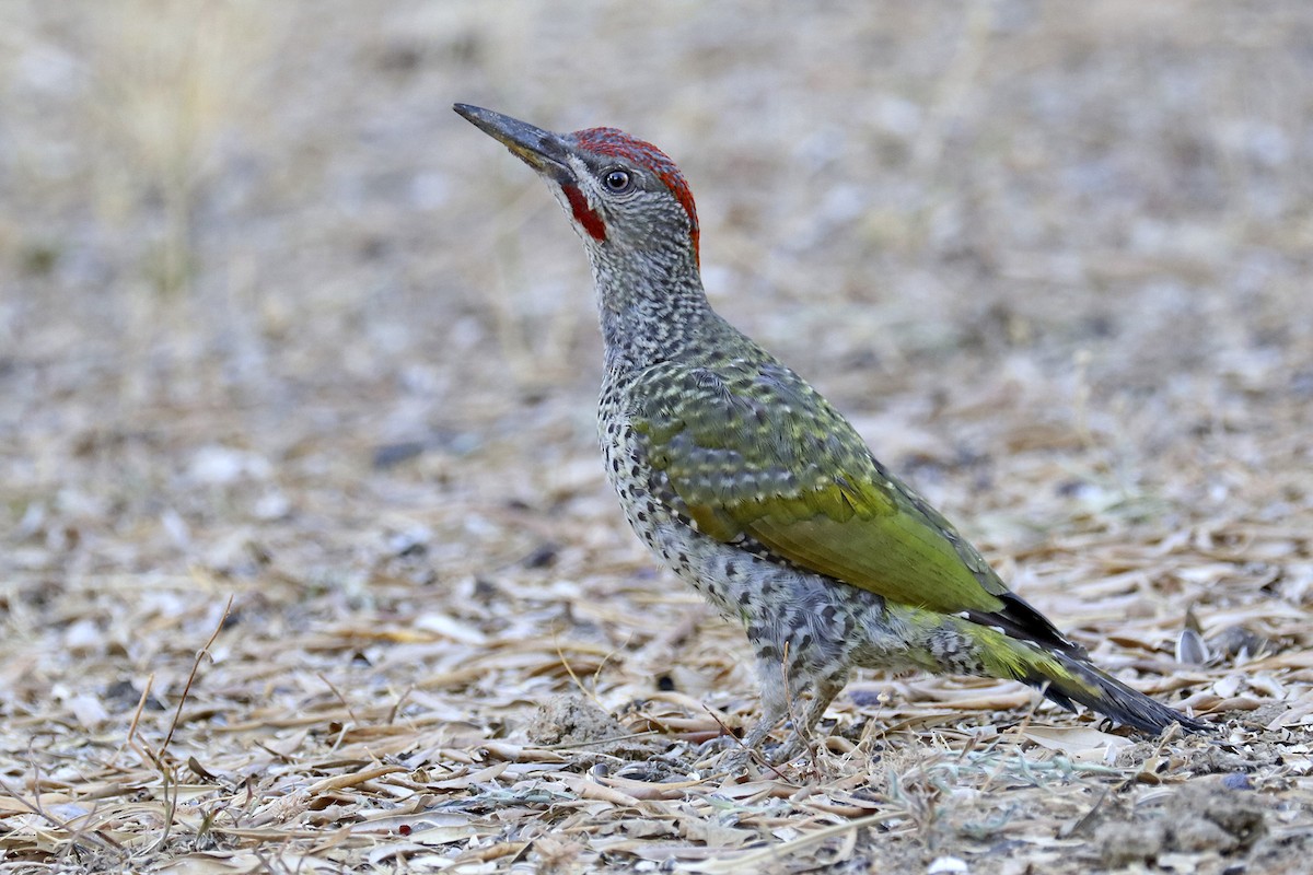 Iberian Green Woodpecker - Francisco Barroqueiro
