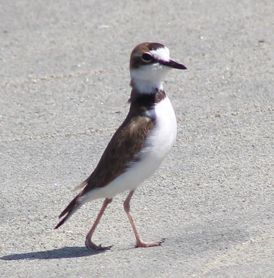 Collared Plover - ML259716651