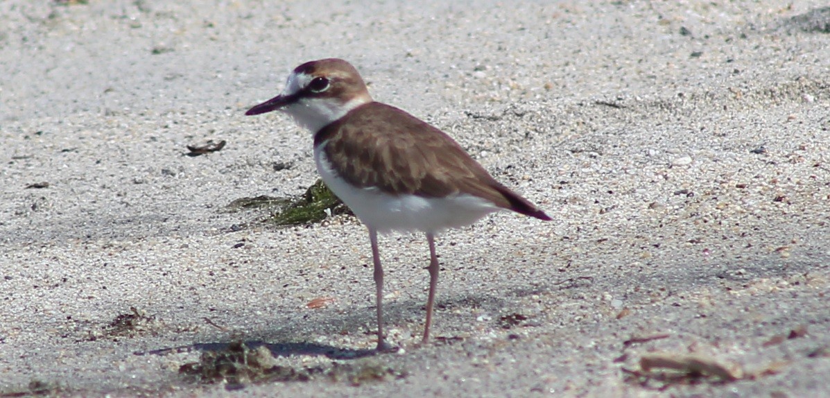 Collared Plover - ML259716671