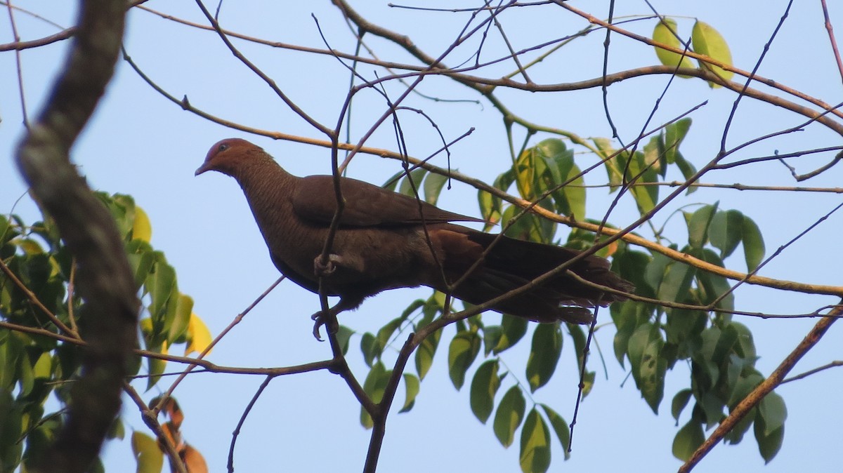 Andaman Cuckoo-Dove - Vivek Govind Kumar