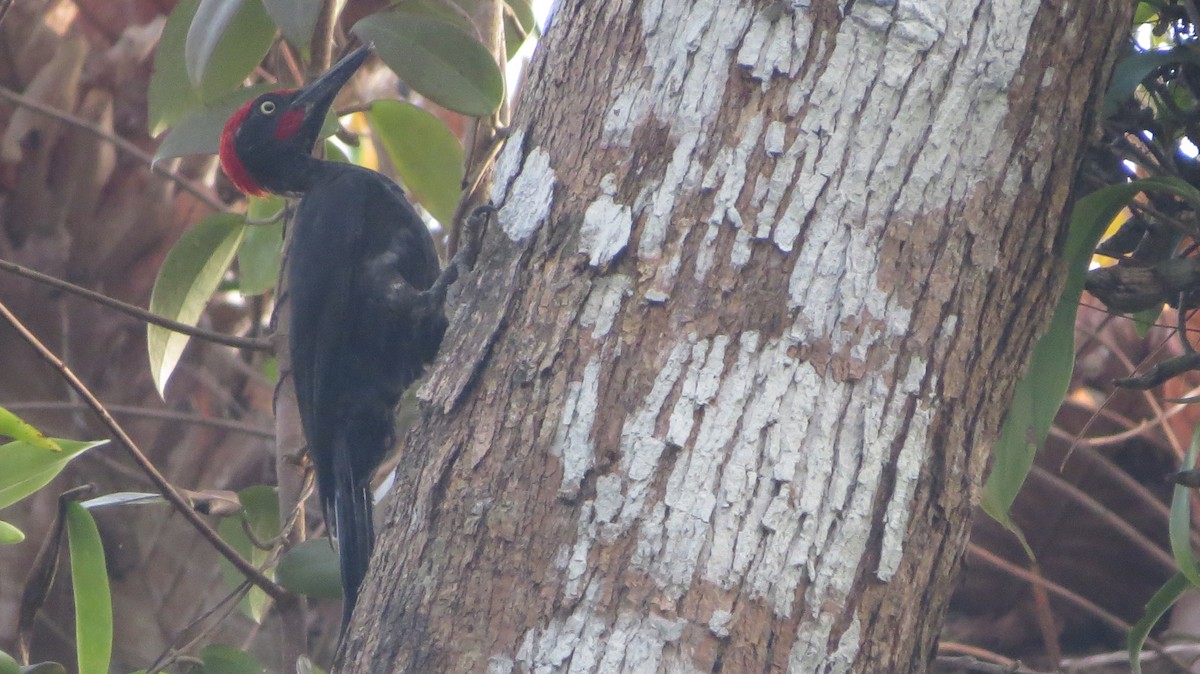 Andaman Woodpecker - ML25971741