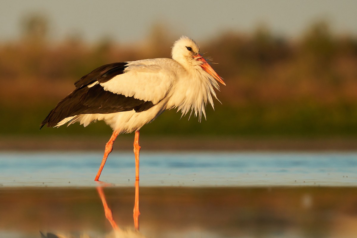 White Stork - Miguel Rouco