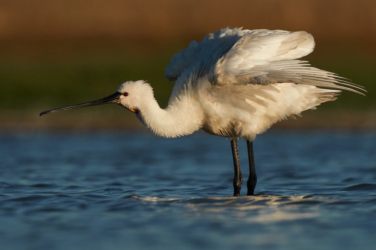 Eurasian Spoonbill - Miguel Rouco