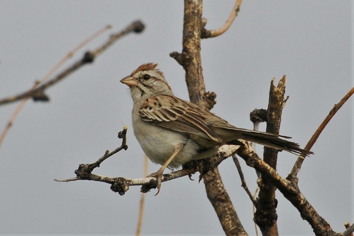 Rufous-winged Sparrow - David Hollie