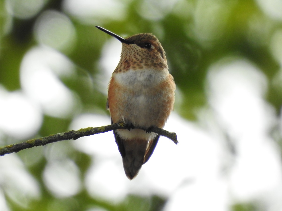 Rufous Hummingbird - Kevin Long
