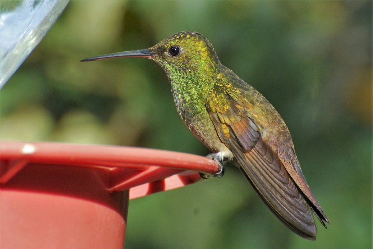 Berylline Hummingbird - David Hollie