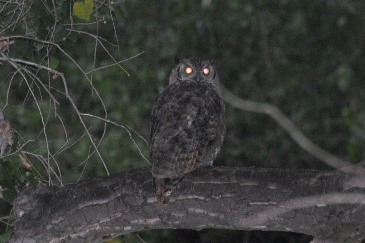 Great Horned Owl - ML25973521
