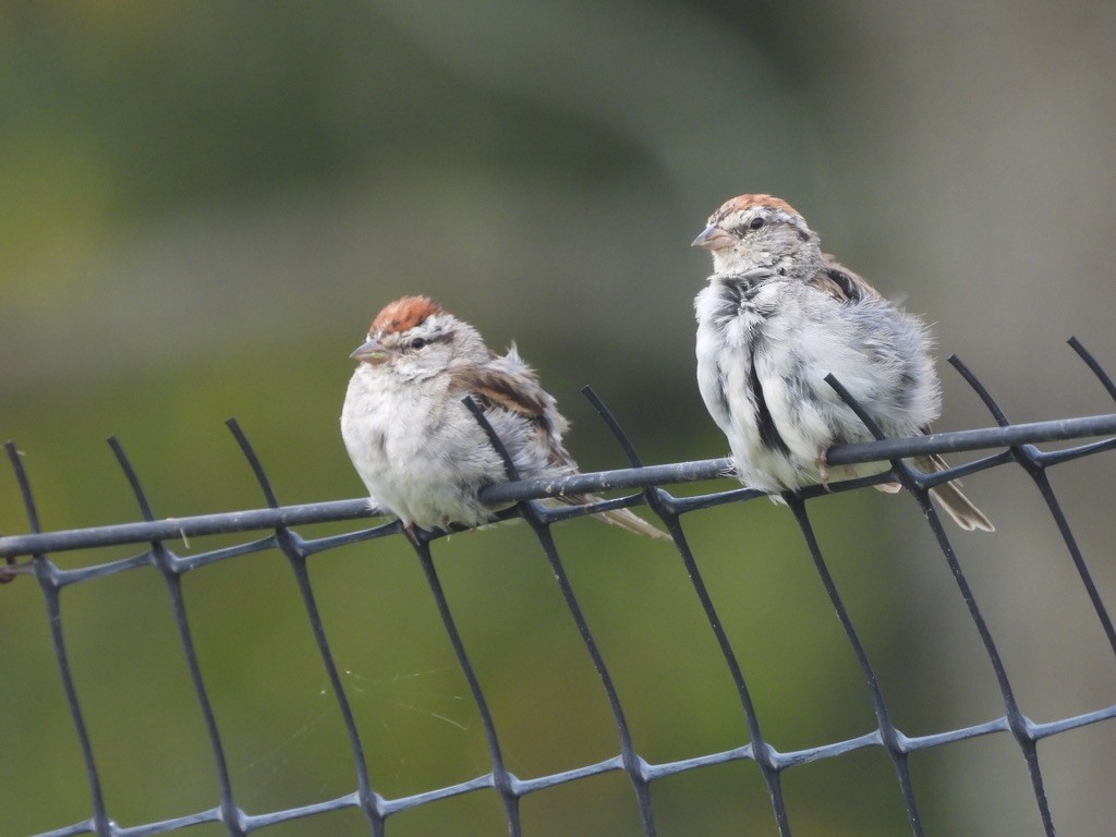 Chipping Sparrow - LF Melliny