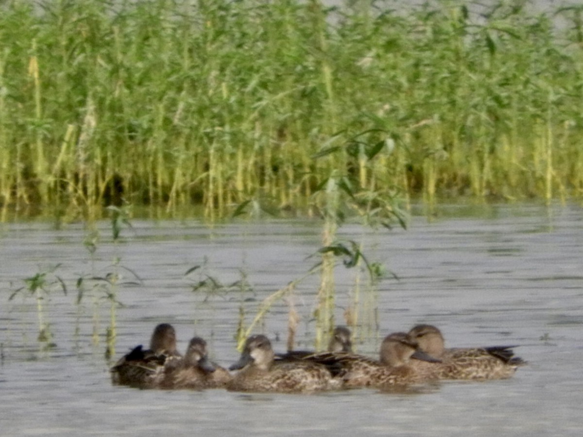 Blue-winged Teal - ML259740471
