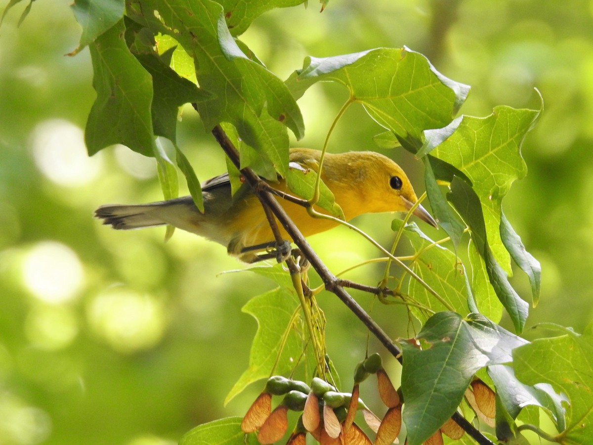 Prothonotary Warbler - ML259740511