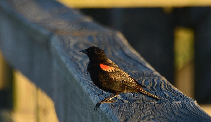 Red-winged Blackbird - Bob & Sharon Edelen