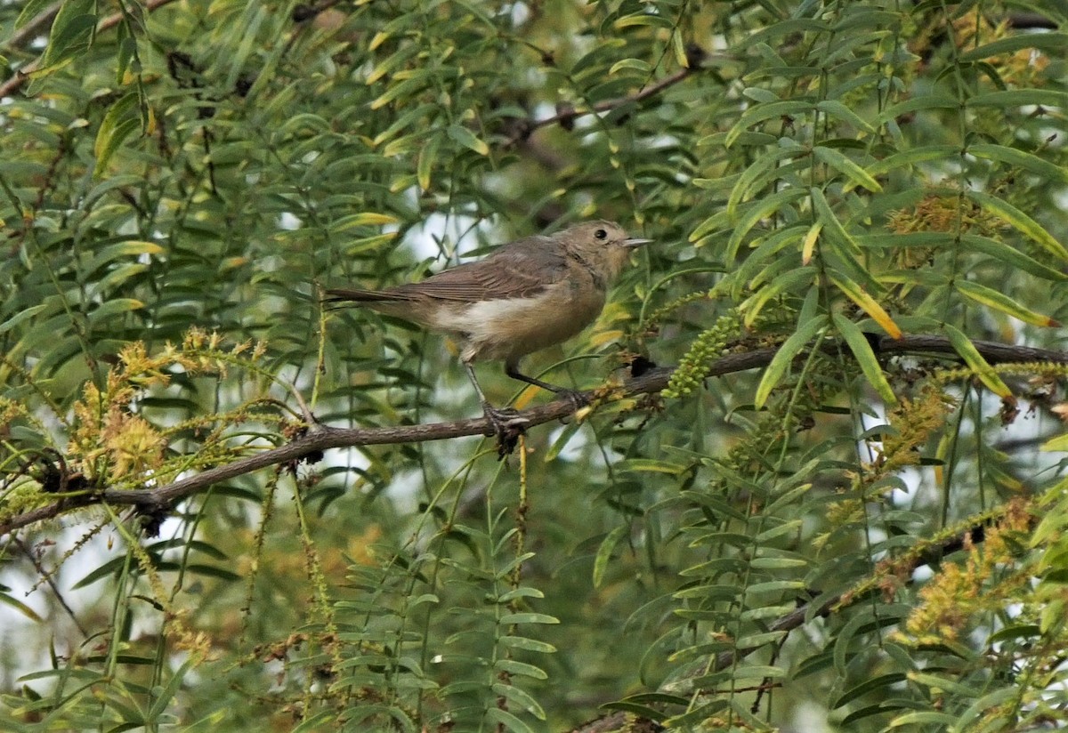 Lucy's Warbler - ML259748851