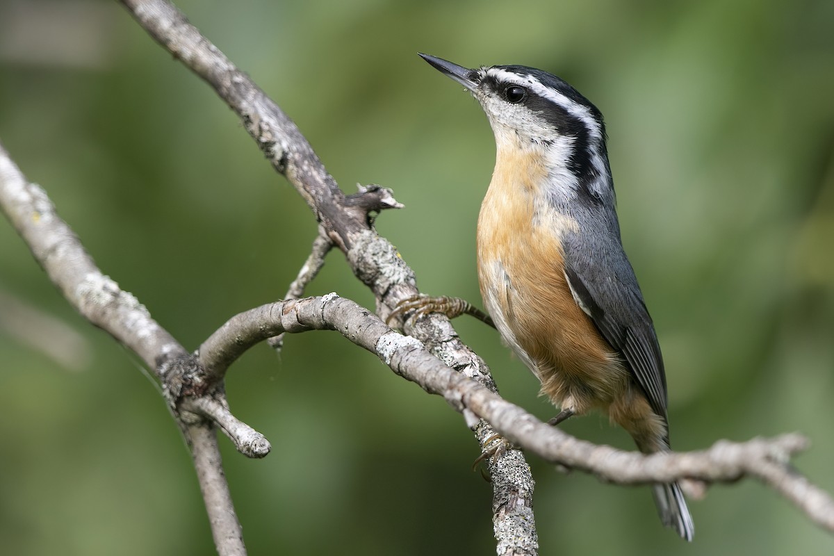 Red-breasted Nuthatch - Matt Misewicz