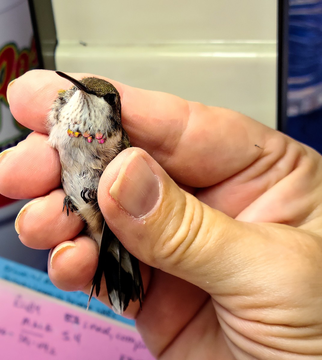 Ruby-throated/Black-chinned Hummingbird - ML259751961