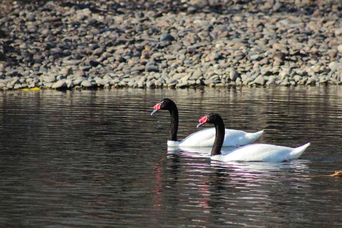 Black-necked Swan - Ivan Ebrecht