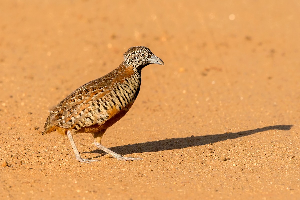 Barred Buttonquail - David Irving