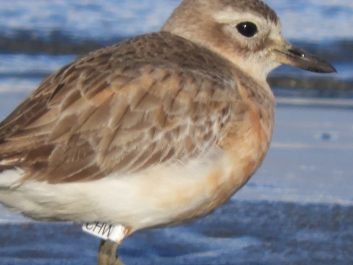 Red-breasted Dotterel - ML259760761