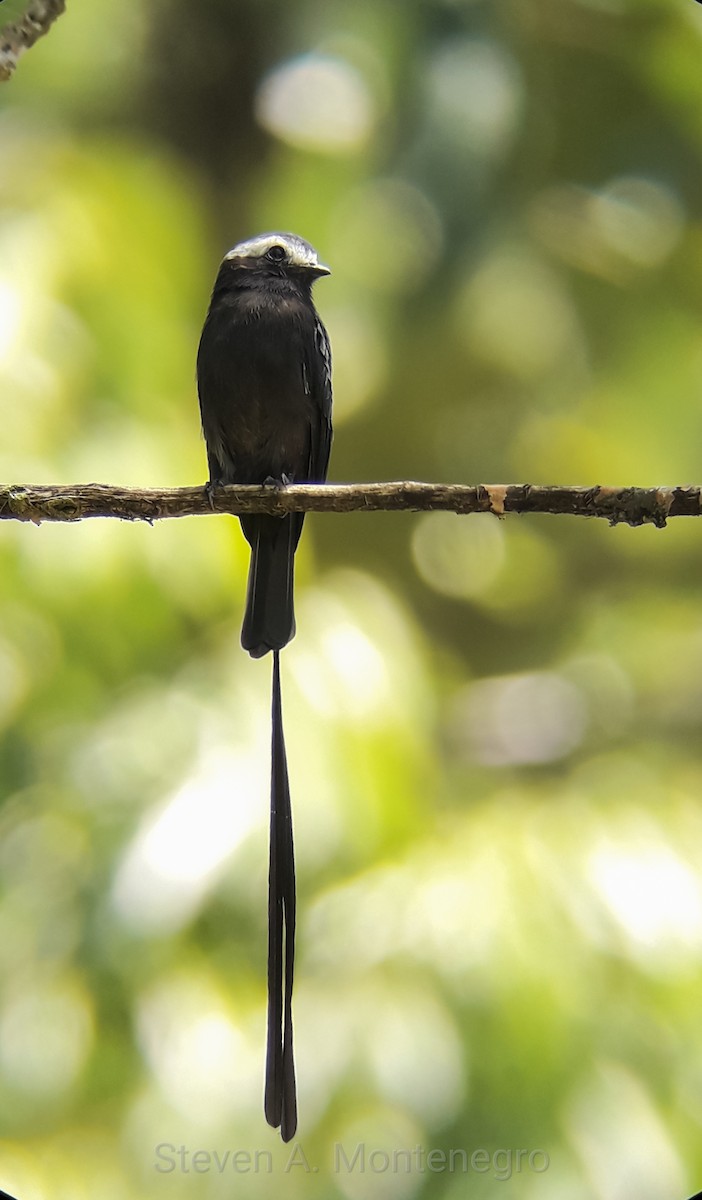 Long-tailed Tyrant - Steven  A. Montenegro