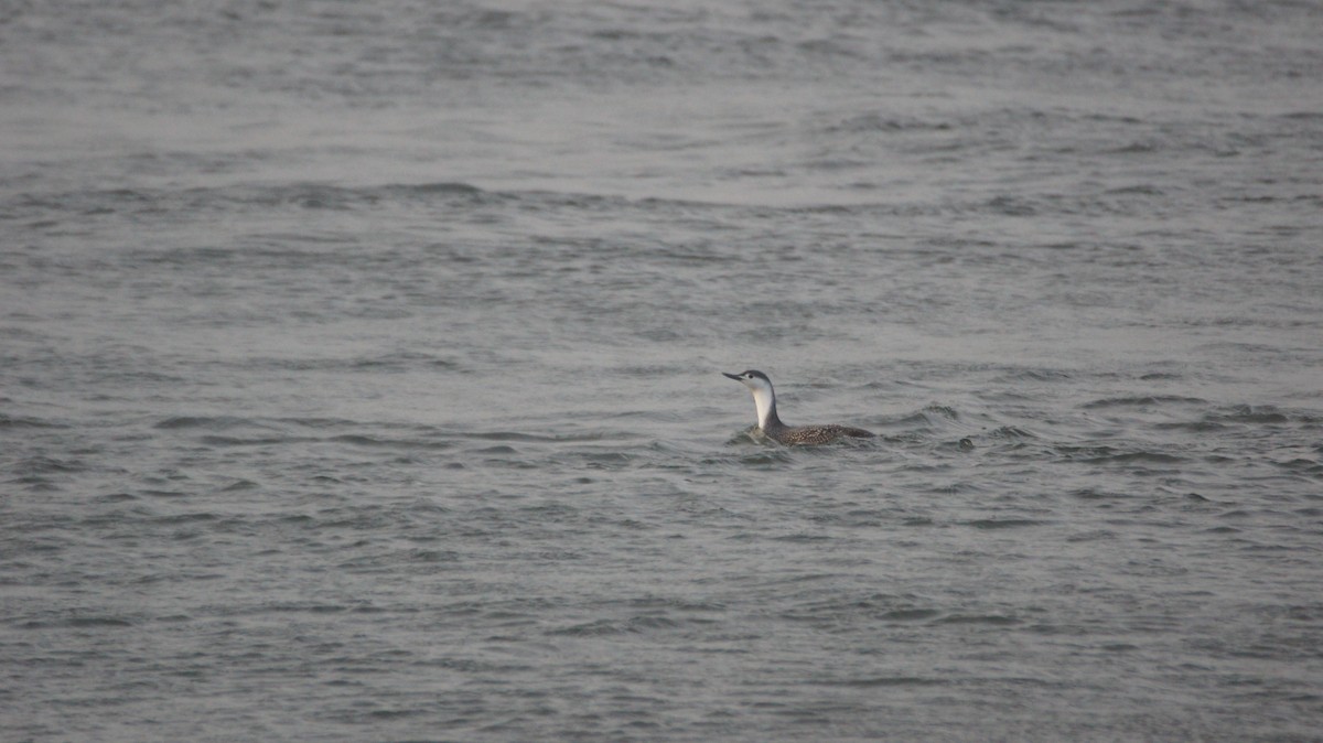 Red-throated Loon - ML25976341