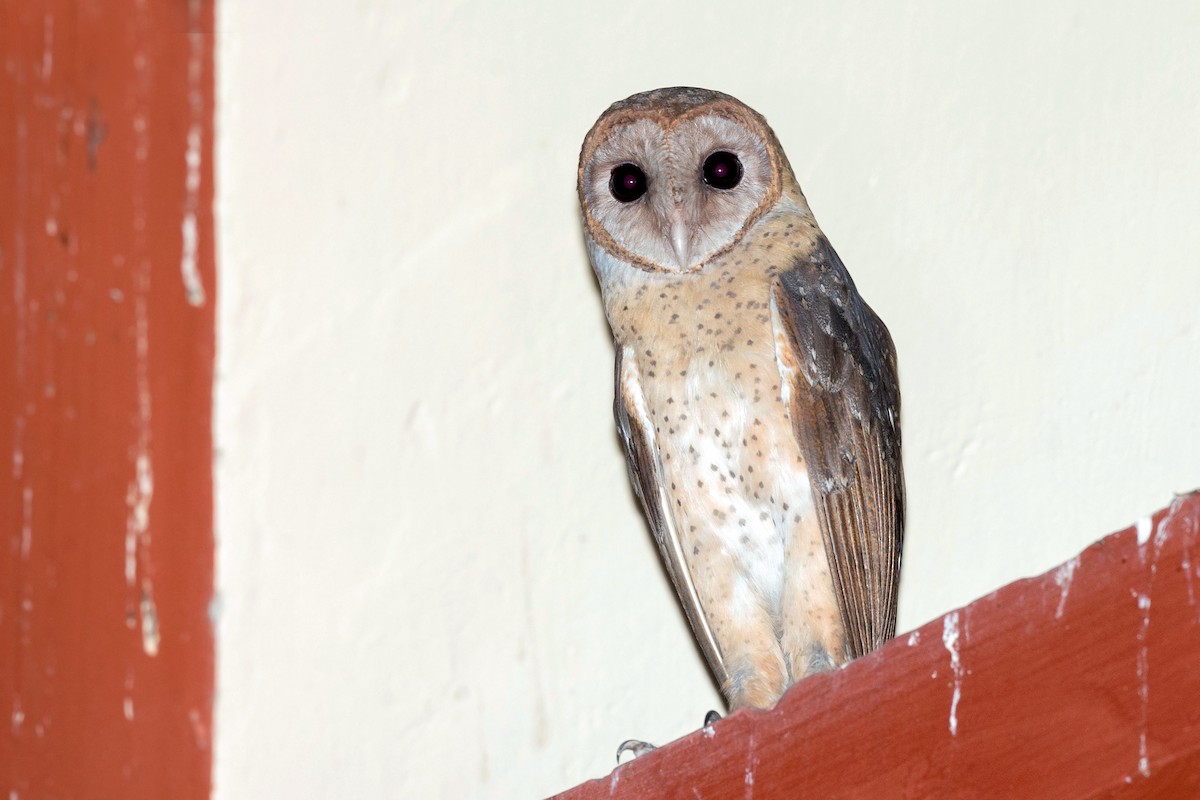 Andaman Masked-Owl - ML259764551