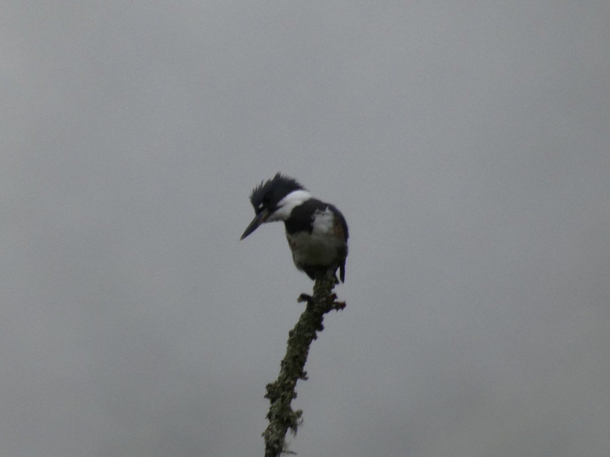 Belted Kingfisher - ML259767731