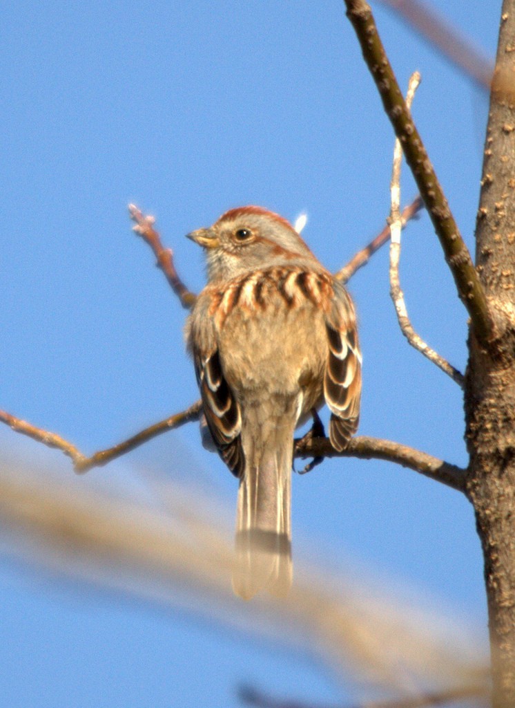 American Tree Sparrow - Susan Elliott