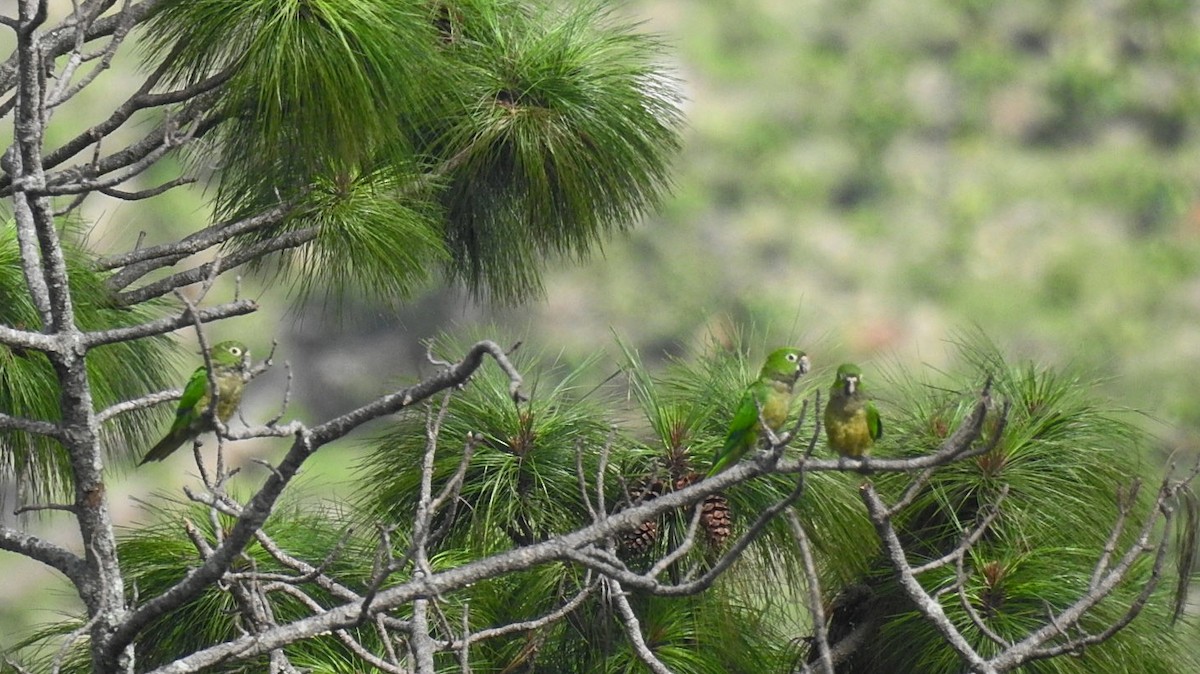 Olive-throated Parakeet - Romel Romero