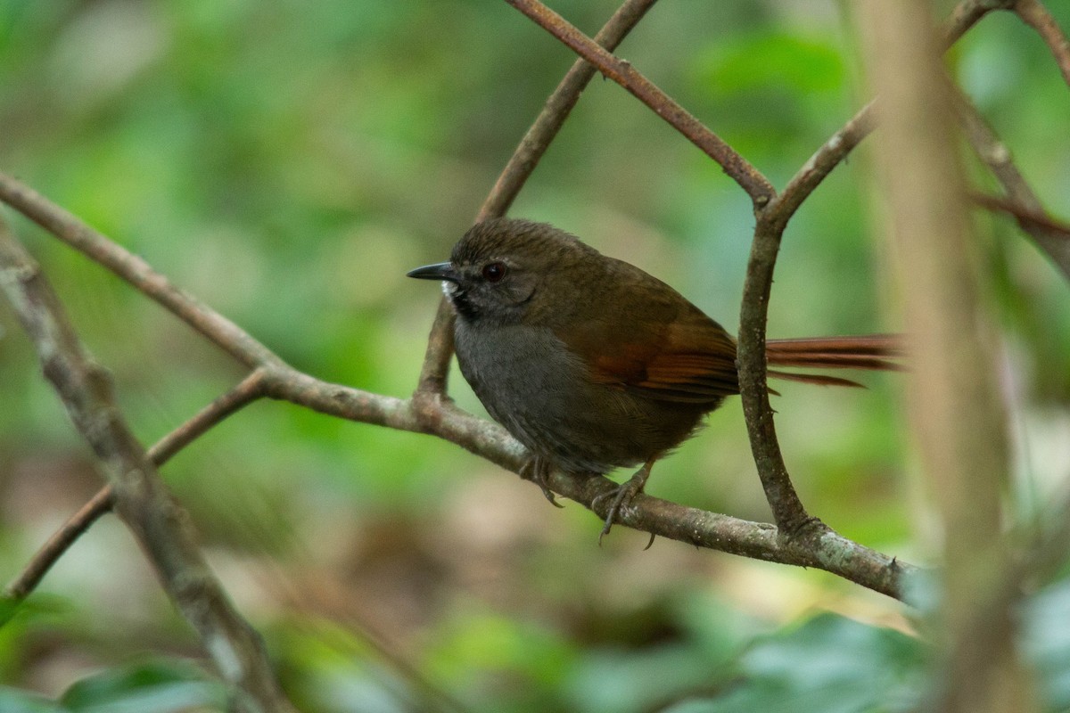 Gray-bellied Spinetail - ML259780141