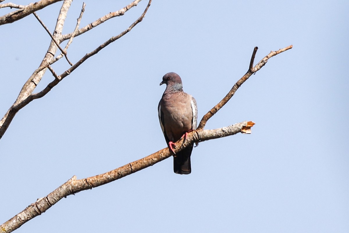 Picazuro Pigeon - ML259781801