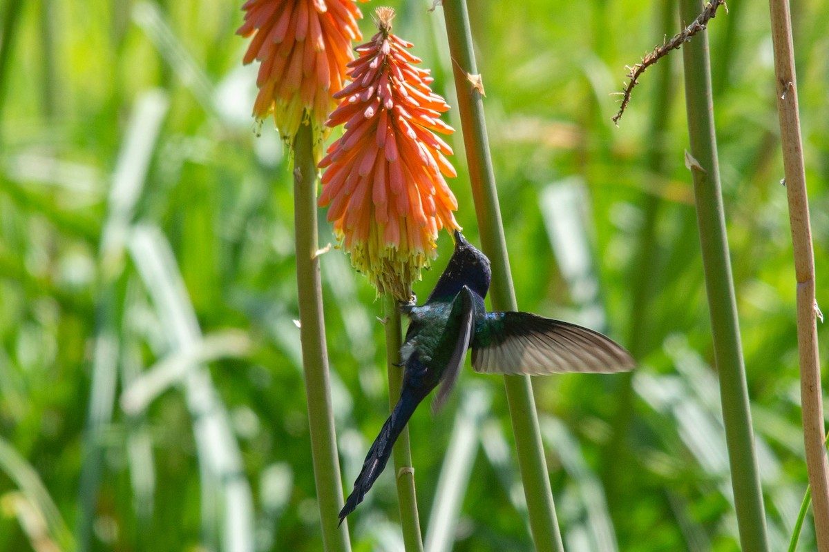 Swallow-tailed Hummingbird - ML259782551