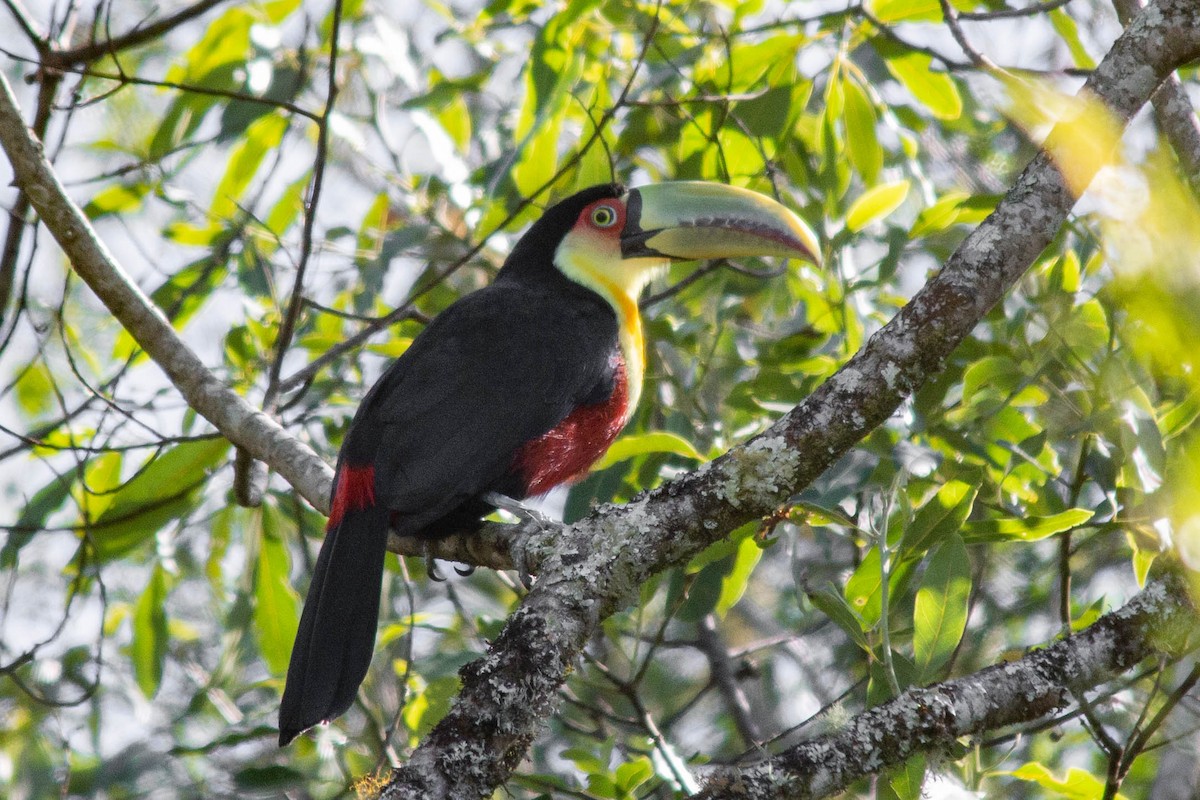 Red-breasted Toucan - ML259783561