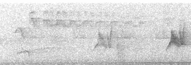 Grauschwanz-Dickichtschlüpfer - ML259784