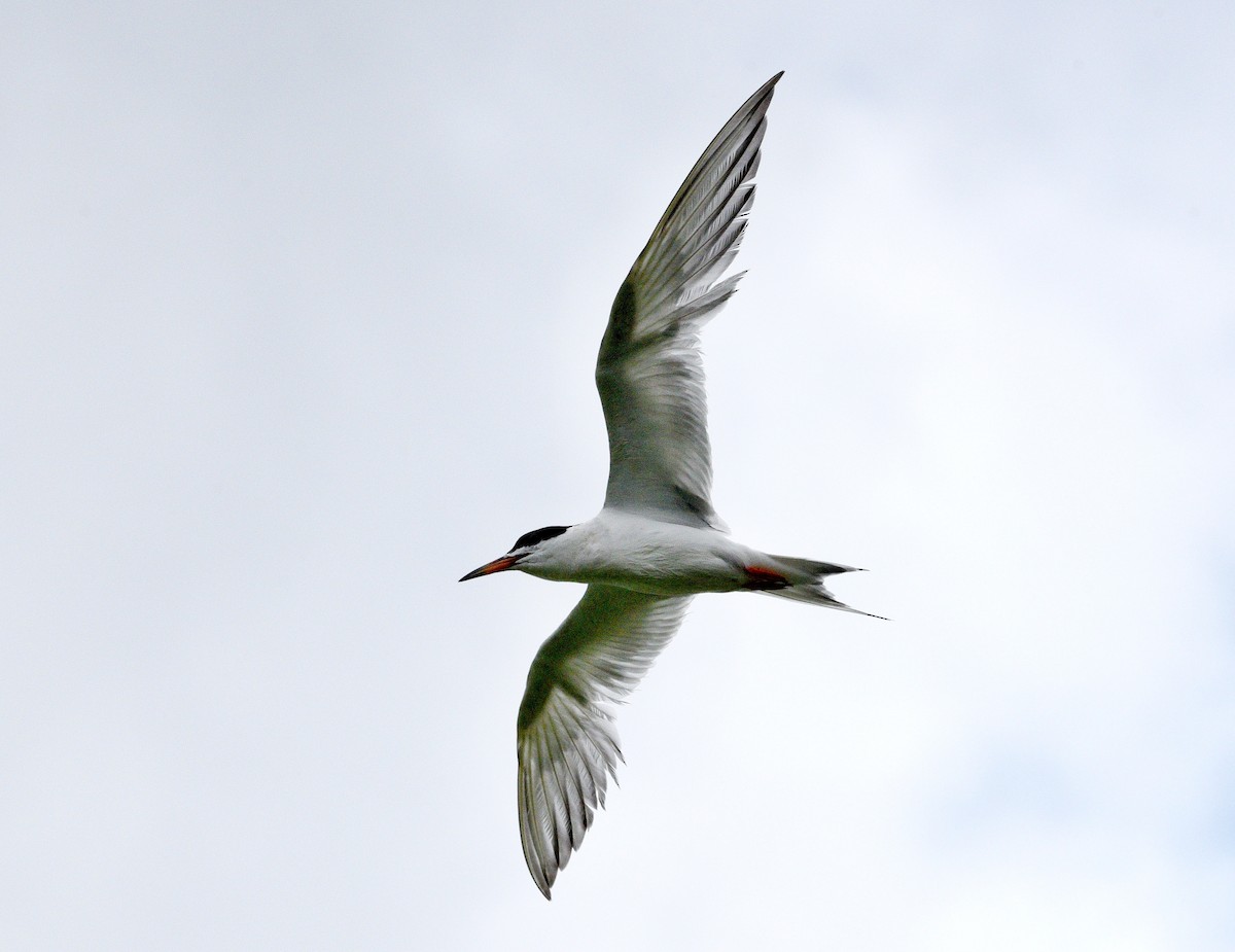 Forster's Tern - Troy Parla