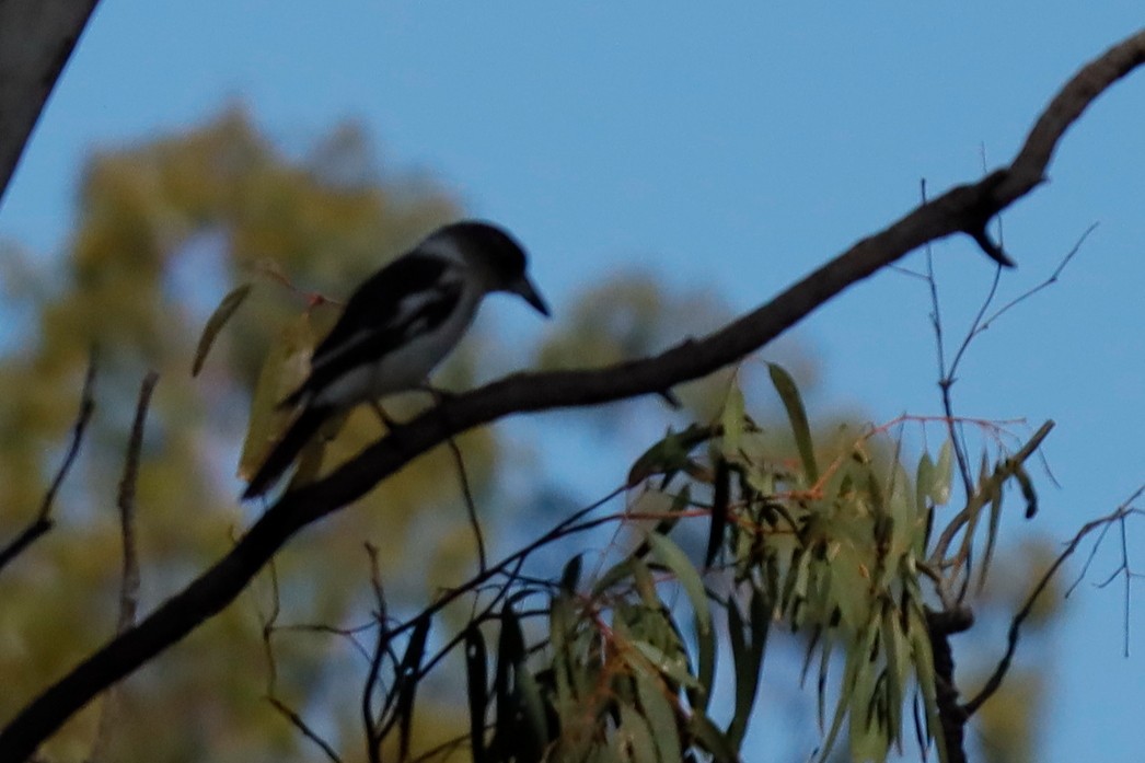 Pied Butcherbird - Pat and Denise Feehan