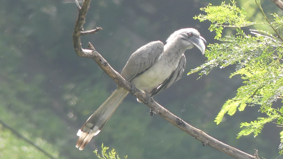 Indian Gray Hornbill - ML259793241
