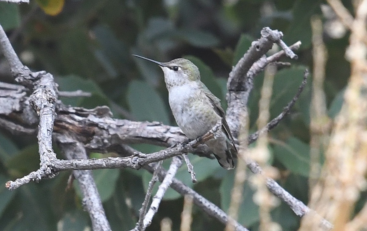 Anna's Hummingbird - ML259793831