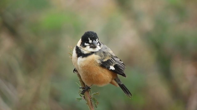Rusty-collared Seedeater - ML259799761