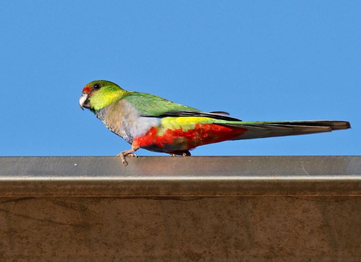 Red-capped Parrot - ML259803991