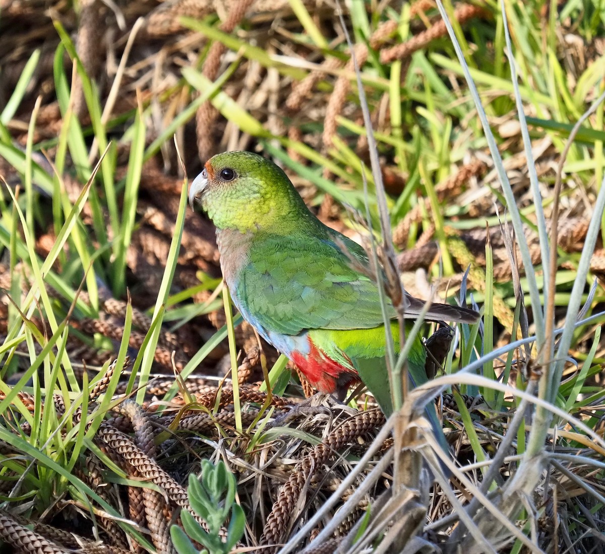 Red-capped Parrot - Ken Glasson