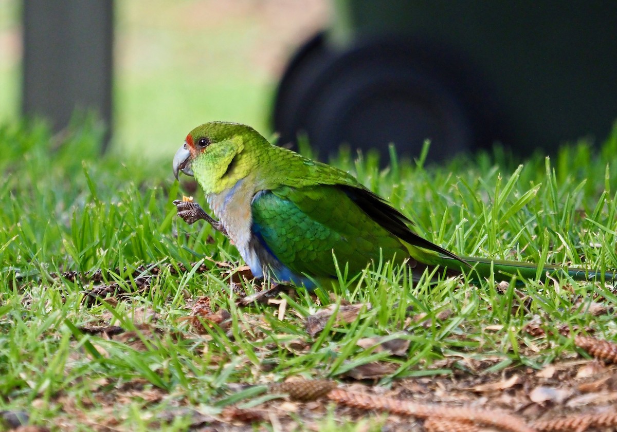 Red-capped Parrot - ML259804031