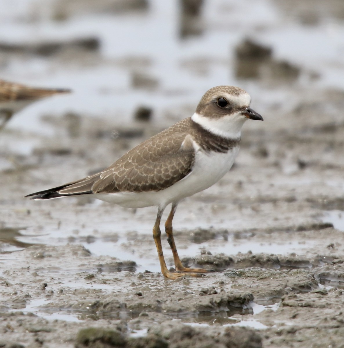 Semipalmated Plover - ML259807041