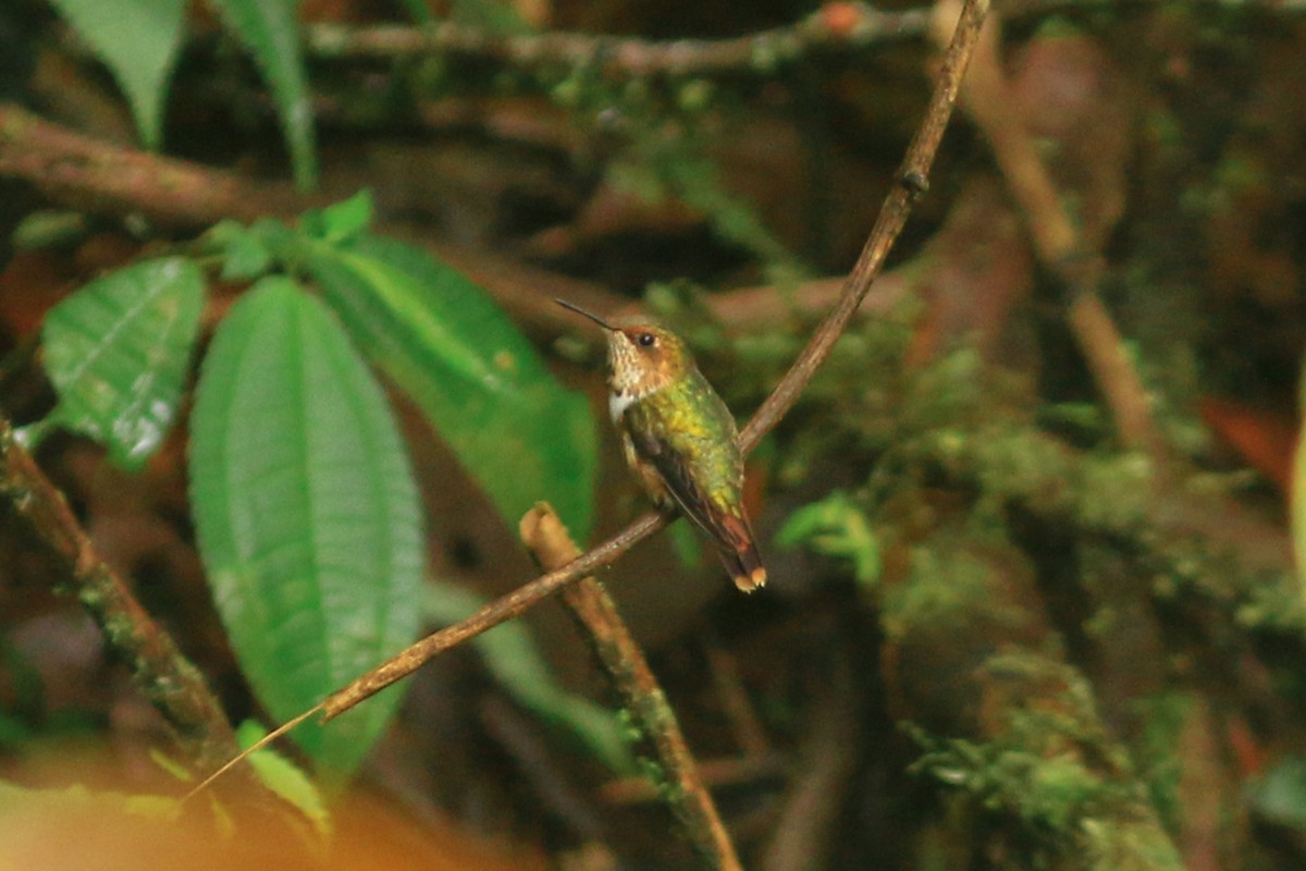 Scintillant Hummingbird - David Garrigues