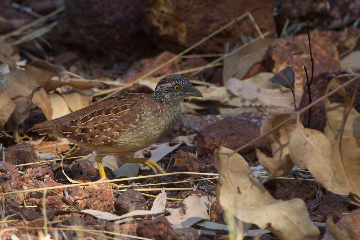 Chestnut-backed Buttonquail - ML259807411
