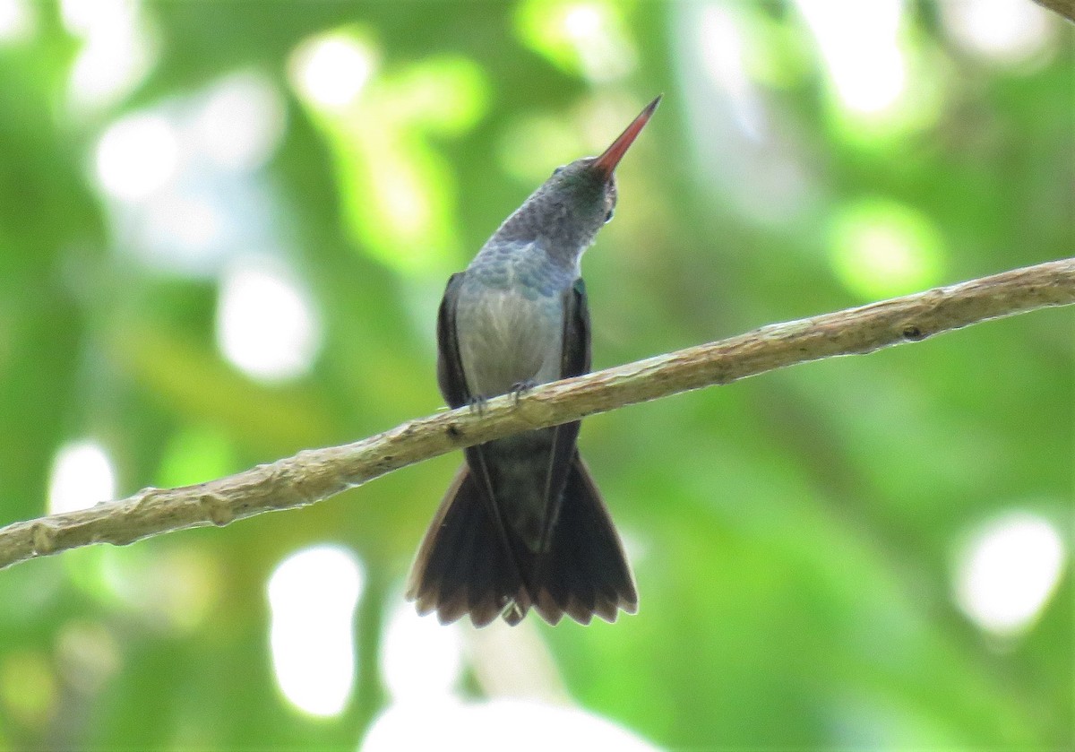 Blue-chested Hummingbird - Oliver  Komar