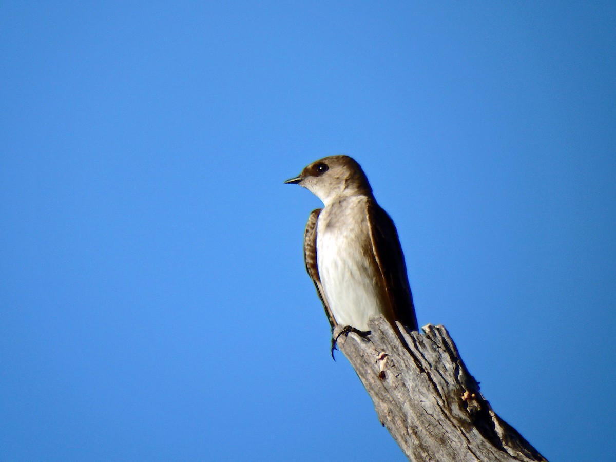 Northern Rough-winged Swallow - ML25980981