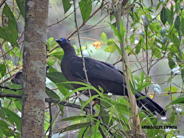 Sickle-winged Guan - ML25981111