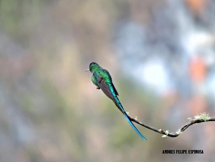 Long-tailed Sylph - ML25981151
