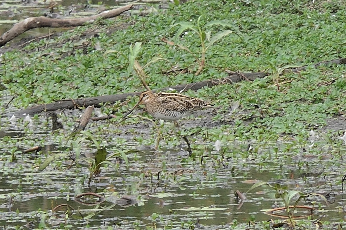 eBird Australia Checklist 3 Sep 2020 Undullah Rd small lagoon