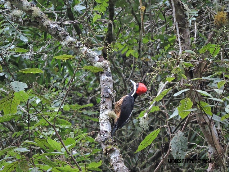 Powerful Woodpecker - felipe espinosa