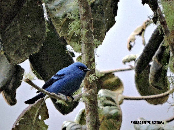 Blue-and-black Tanager - felipe espinosa